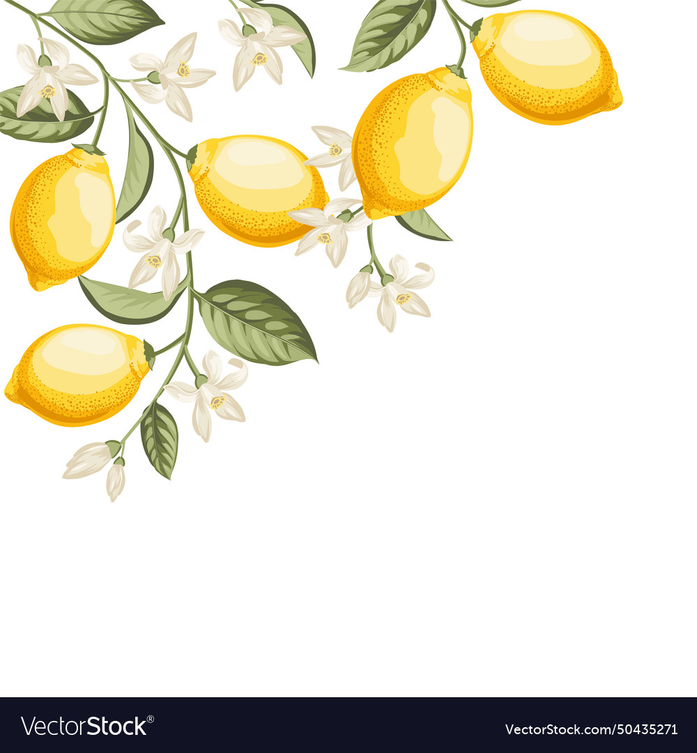 Lemon Frame Hand-drawn Citrus Royalty Free Vector Image