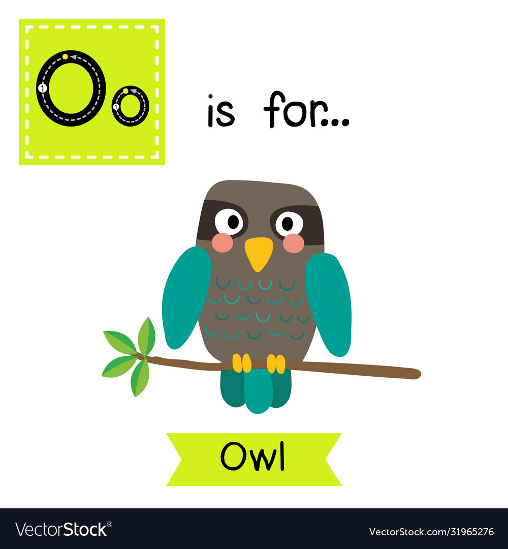 Letter o tracing turquoise owl bird Royalty Free Vector