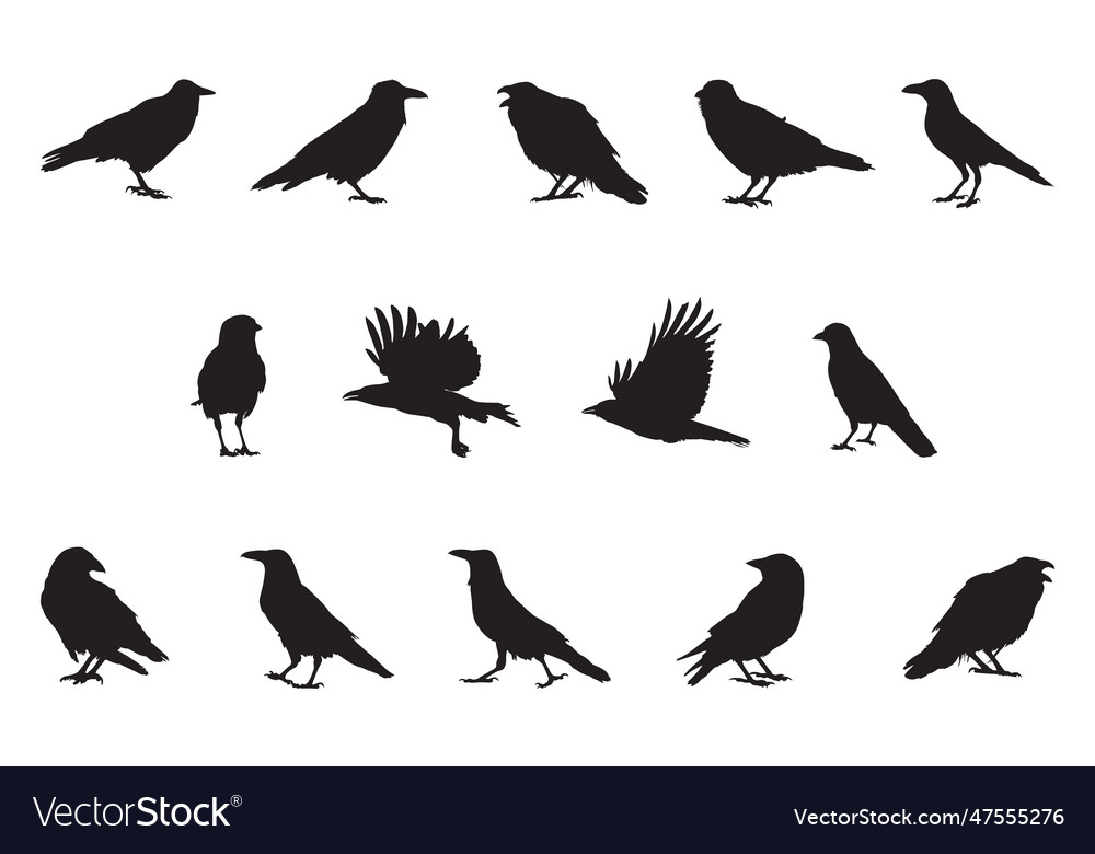 Set of silhouettes of crow birds Royalty Free Vector Image