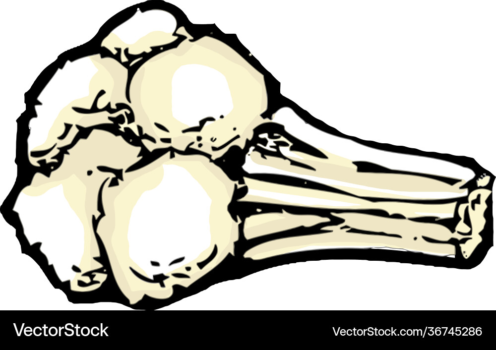 Cauliflower Royalty Free Vector Image - VectorStock