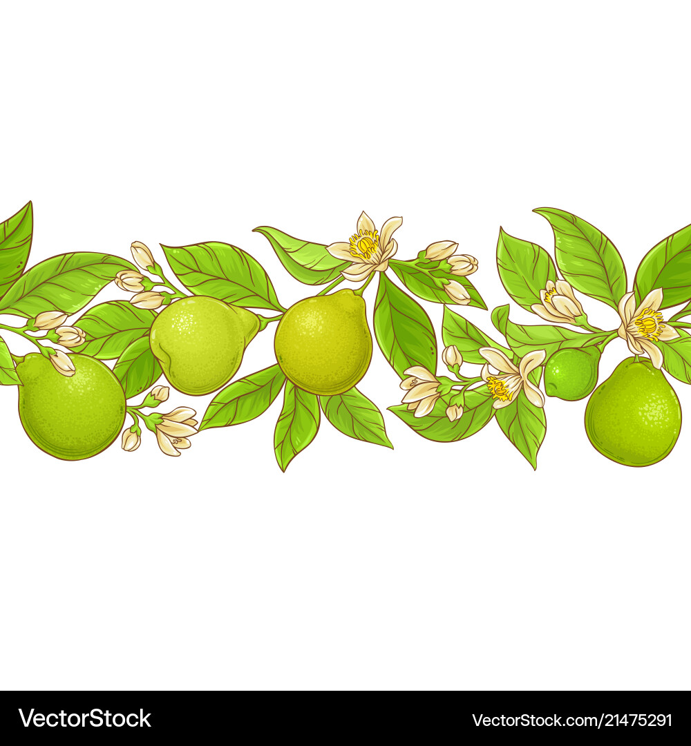 Bergamot pattern Royalty Free Vector Image - VectorStock