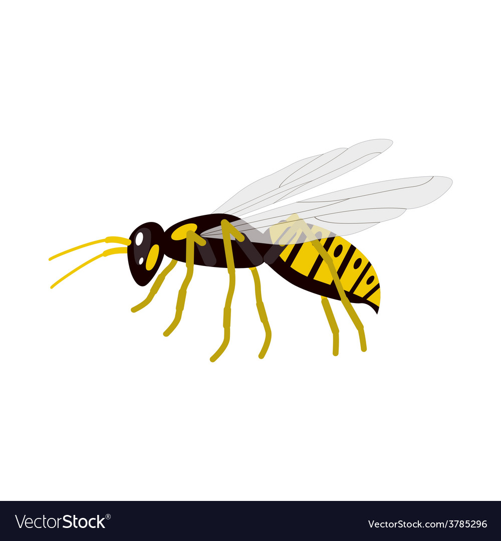 Wasp Royalty Free Vector Image - VectorStock