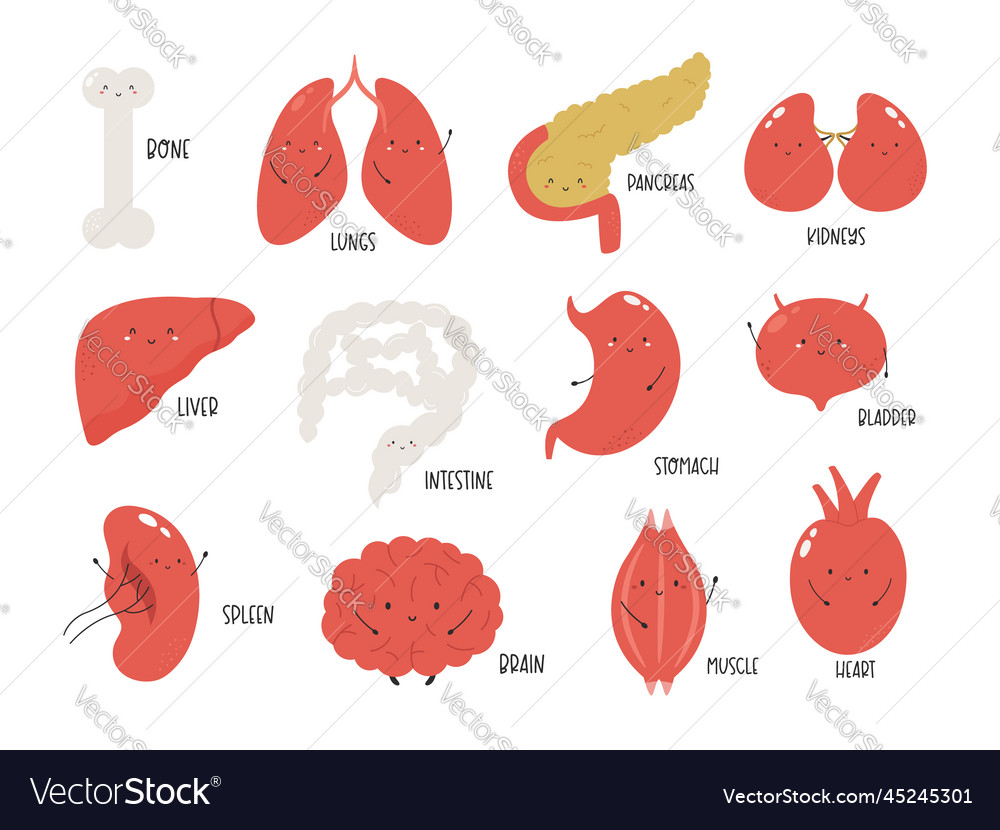Set of cute funny human organs intestine heart vector image Set of cute funny human organs intestine heart