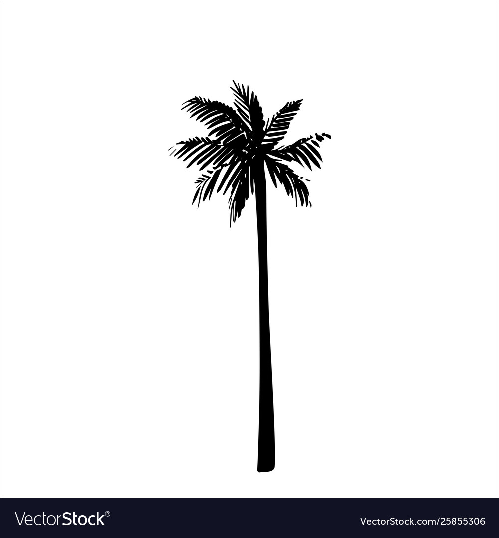 Hand drawn tropical palm