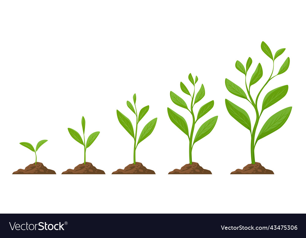 Planting tree infographic phases plant growing Vector Image