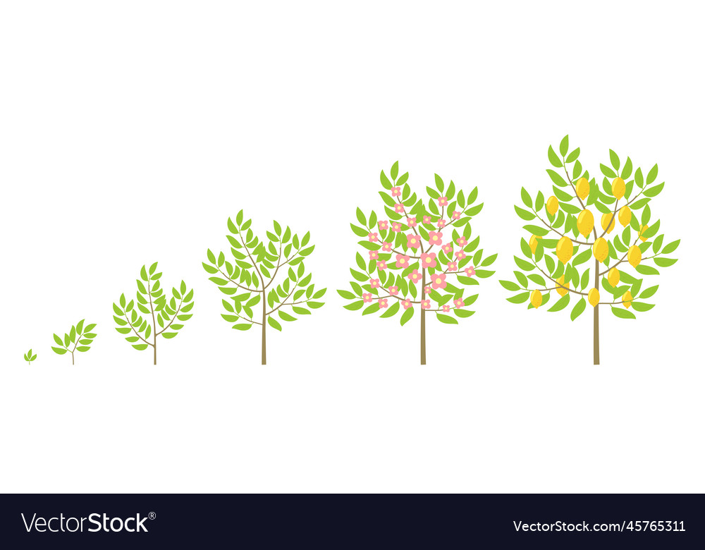 Lemon tree growth stages fruit tree life cycle Vector Image