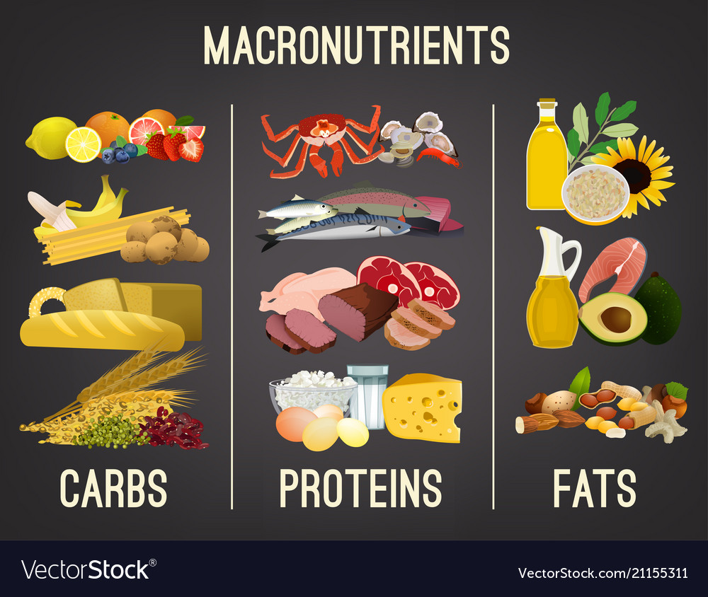 Main food groups Royalty Free Vector Image - VectorStock