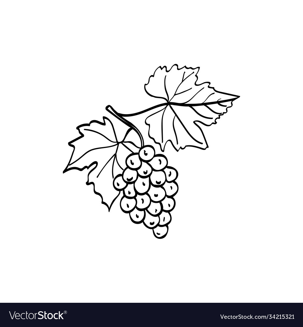 A bunch grapes with leaves hand-drawn Royalty Free Vector