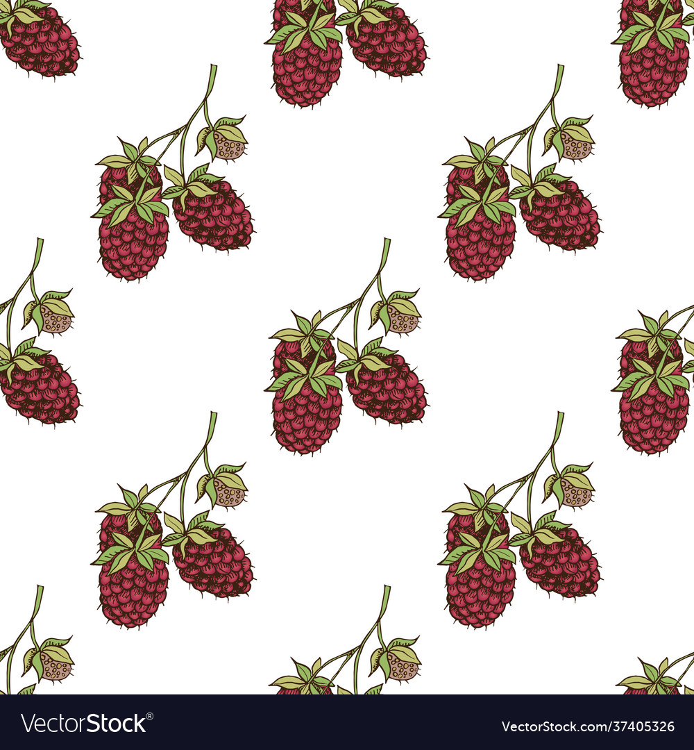 Graphic seamless pattern with raspberry vector image Graphic seamless pattern with raspberry
