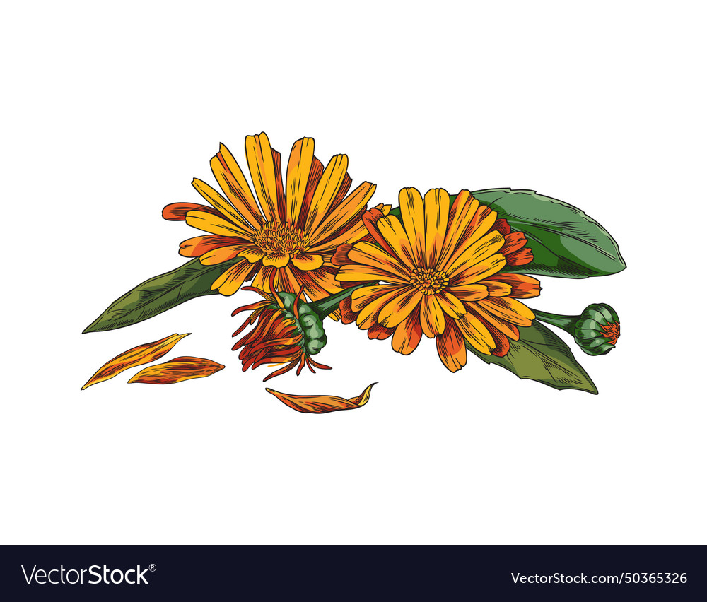 Hand gezeichnet bunte Calendula Blumen mit Blättern