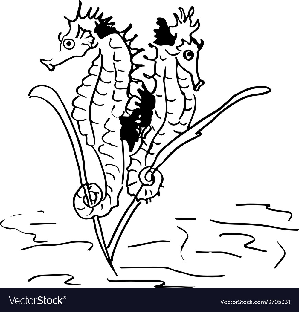 Seahorses