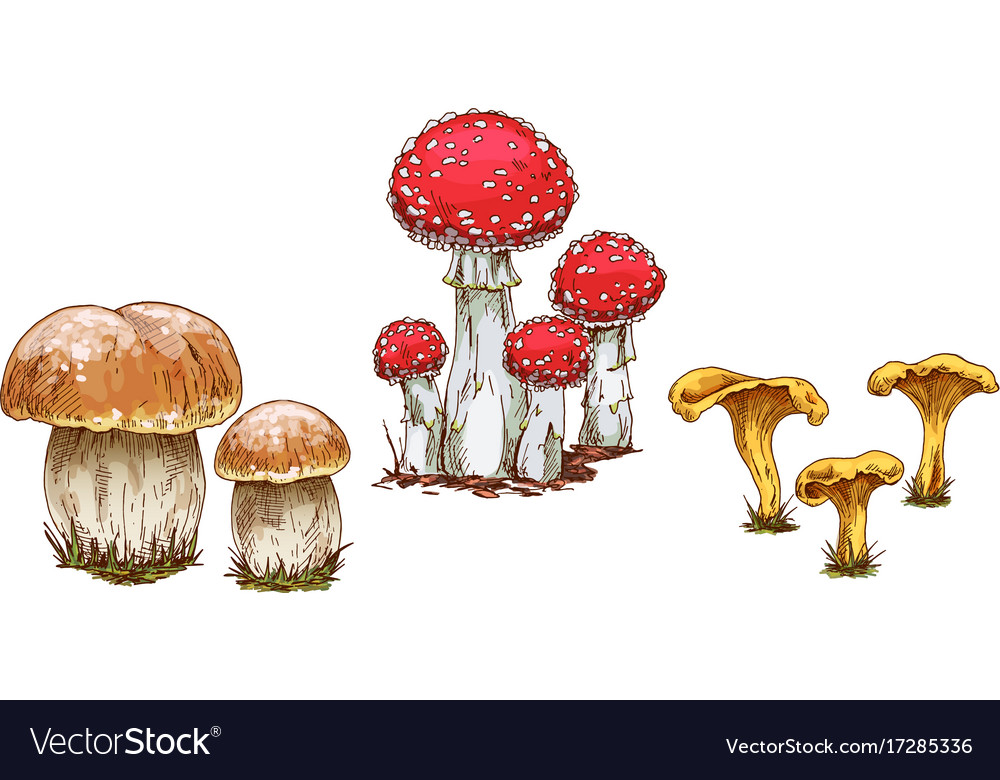 Mushrooms orange cap boletus fly agaric