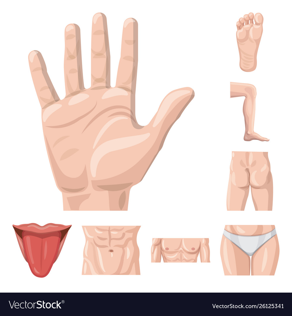 Design human and part symbol set vector image Design human and part symbol set