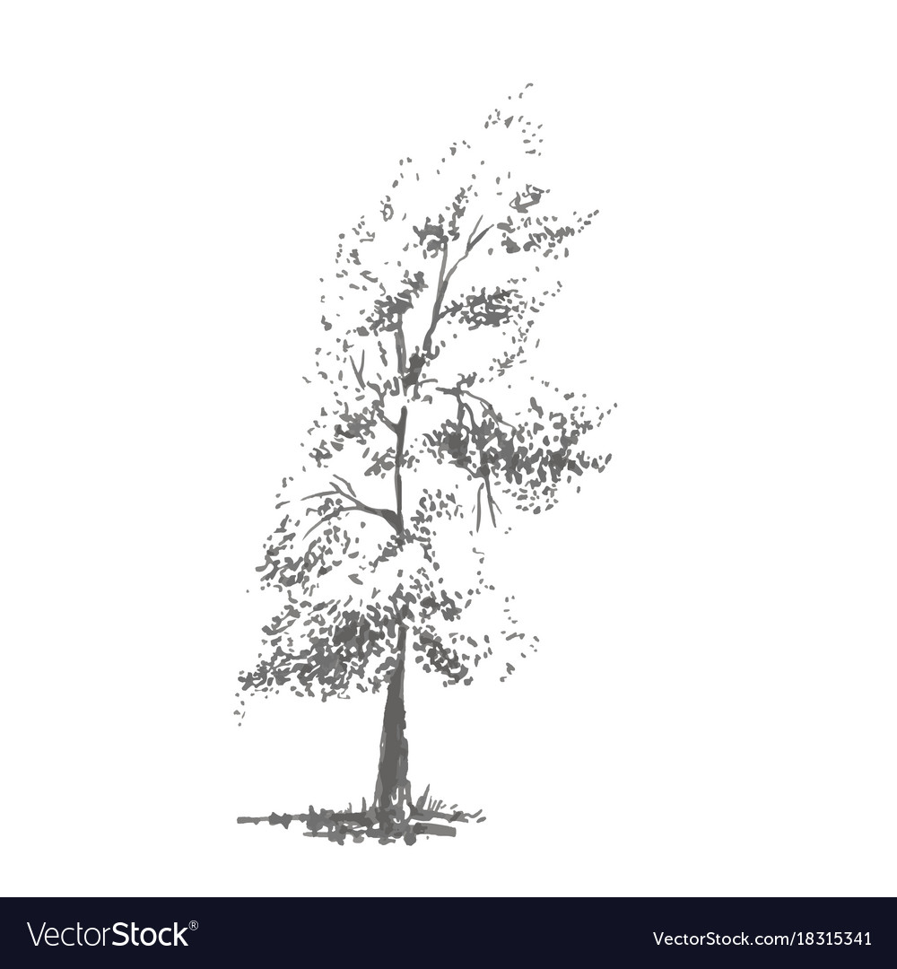 Hand-drawn tree poplar realistic image in shades