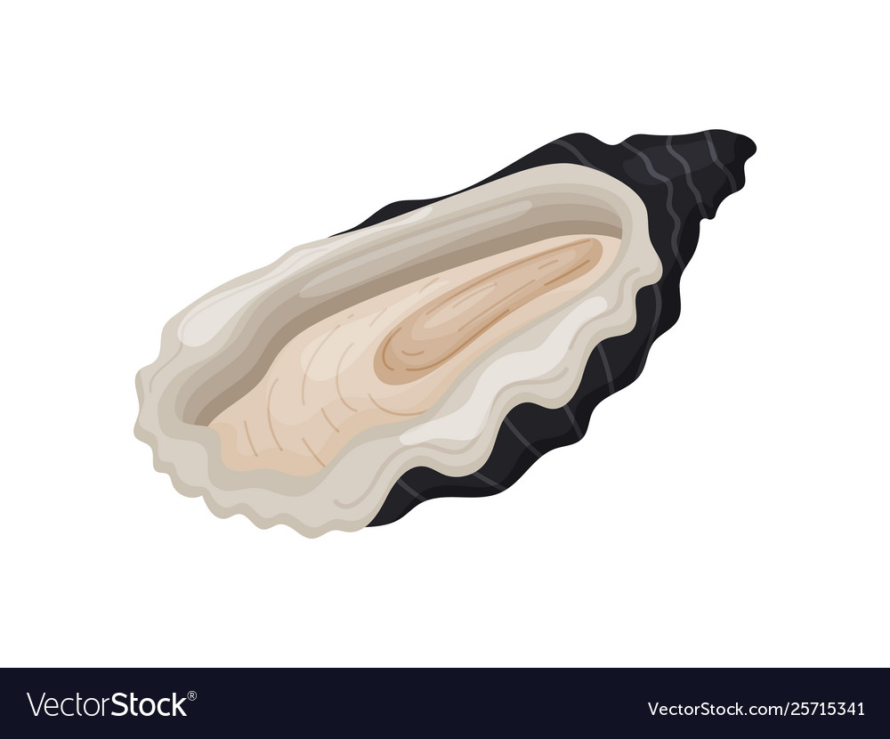 Raw mollusk in an open black shell with wavy edges