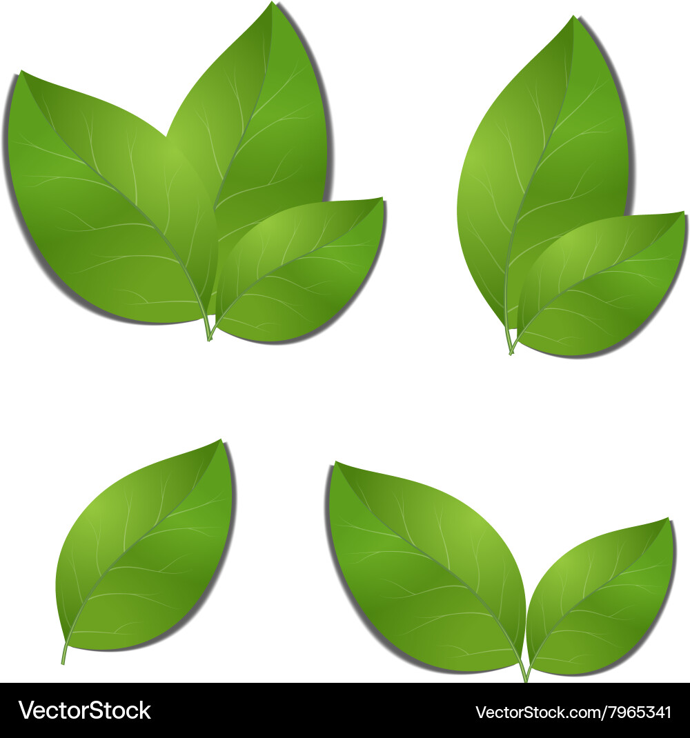 Set green leaves Royalty Free Vector Image - VectorStock