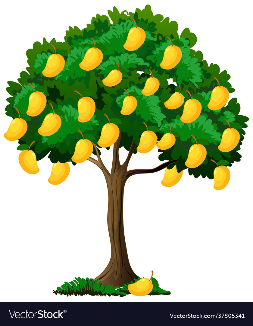 Yellow Mango Tree Isolated On White Background Vector Image