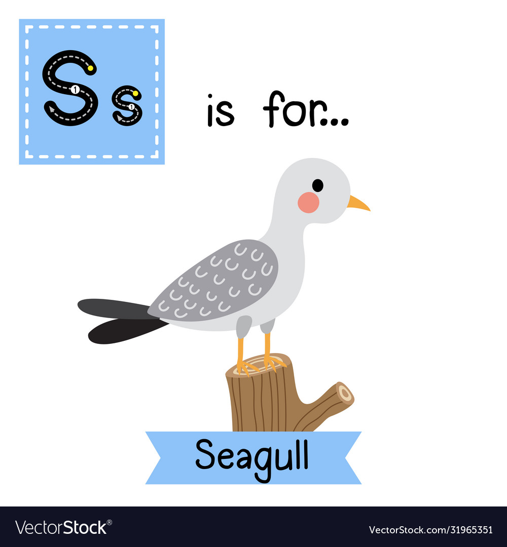 Letter s tracing seagull bird perching branch Vector Image