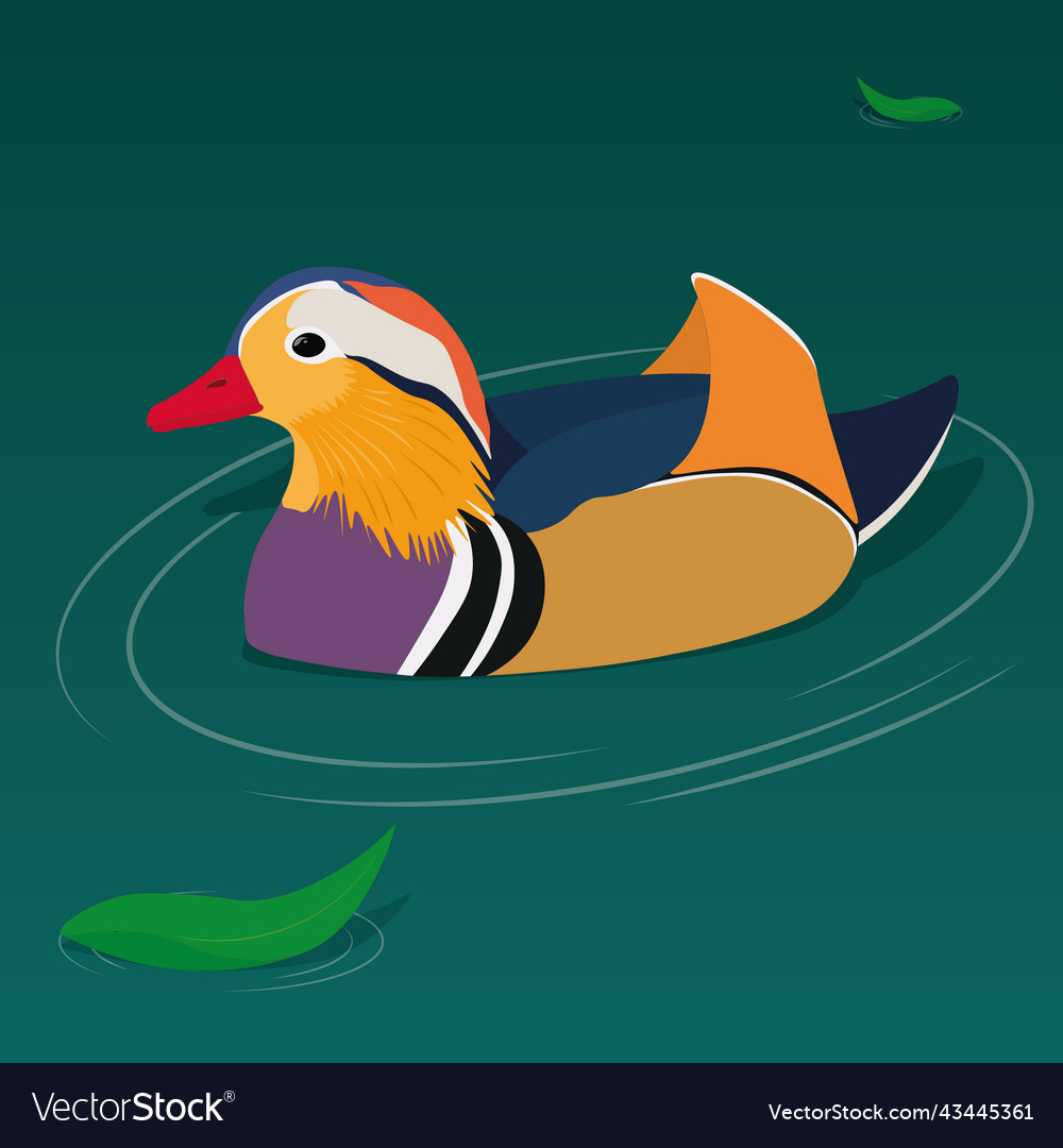Colorful mandarin duck on pond surface