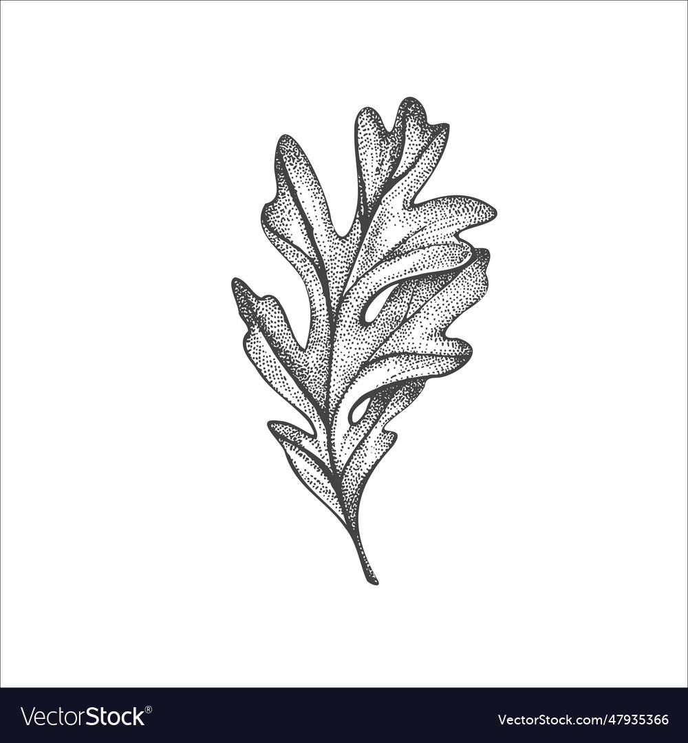 Handdrawn leaf drawing