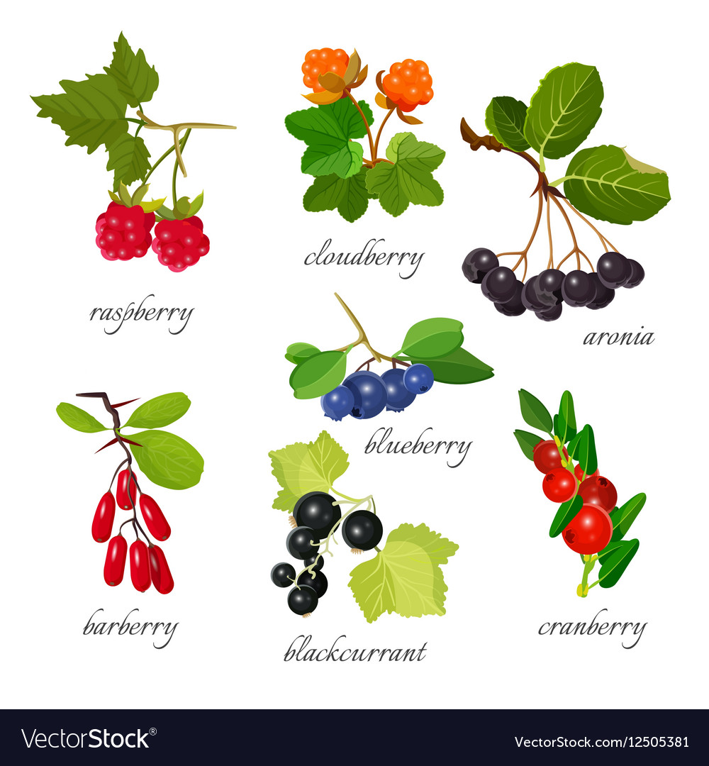 Set of berries with leaves botanical Royalty Free Vector