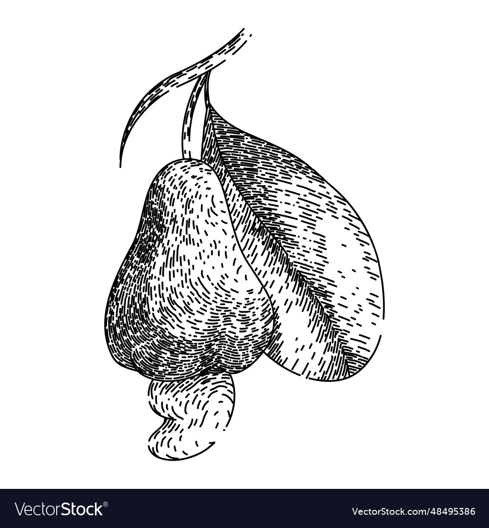 Snack cashew nut sketch hand drawn Royalty Free Vector Image