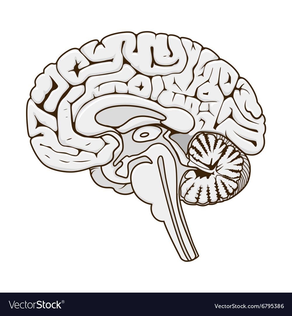 Structure Of Human Brain Section Schematic Vector Image 8924