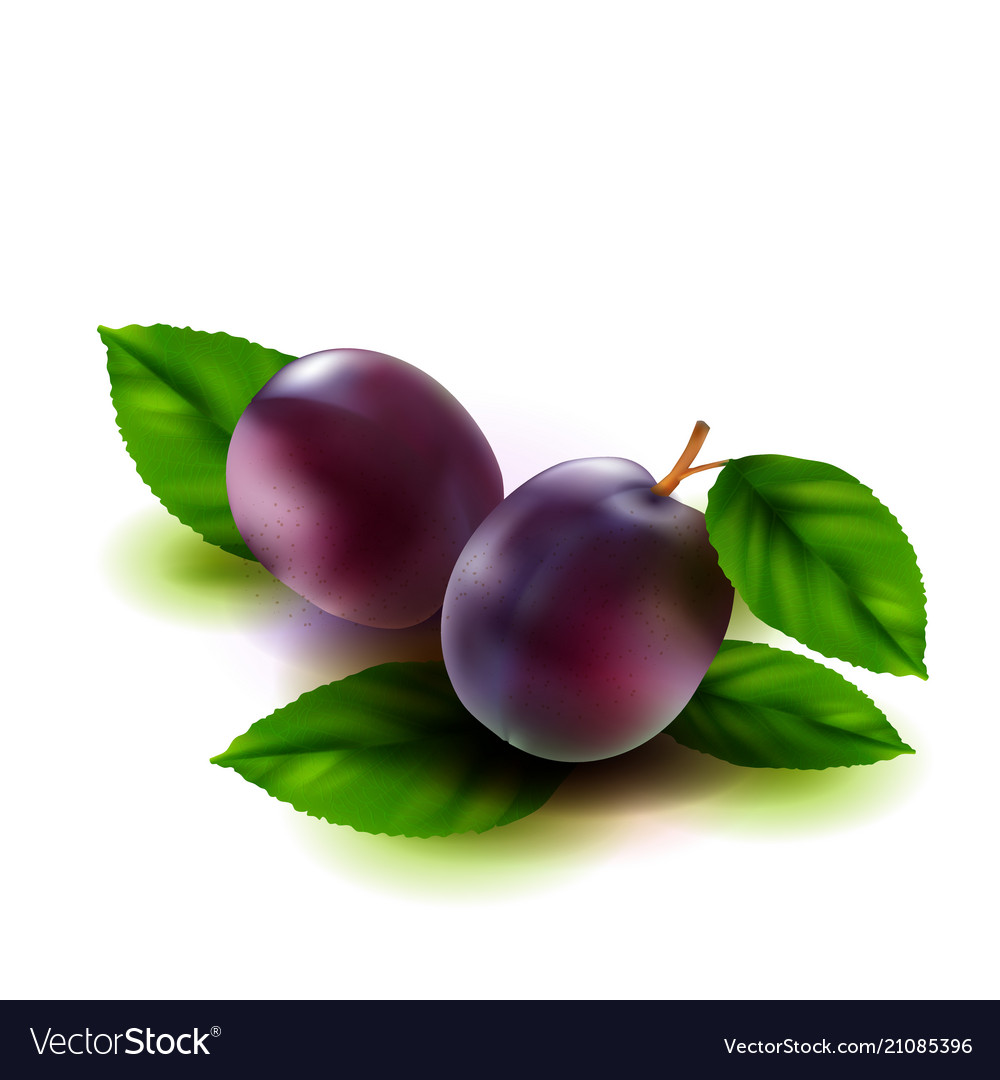 Realistic plums fruit with leaves isolated on Vector Image