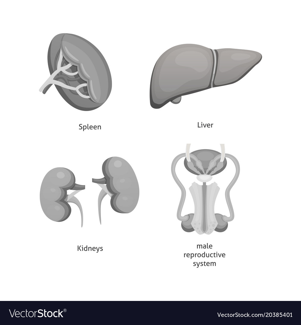 Cartoon human organs set anatomy of body