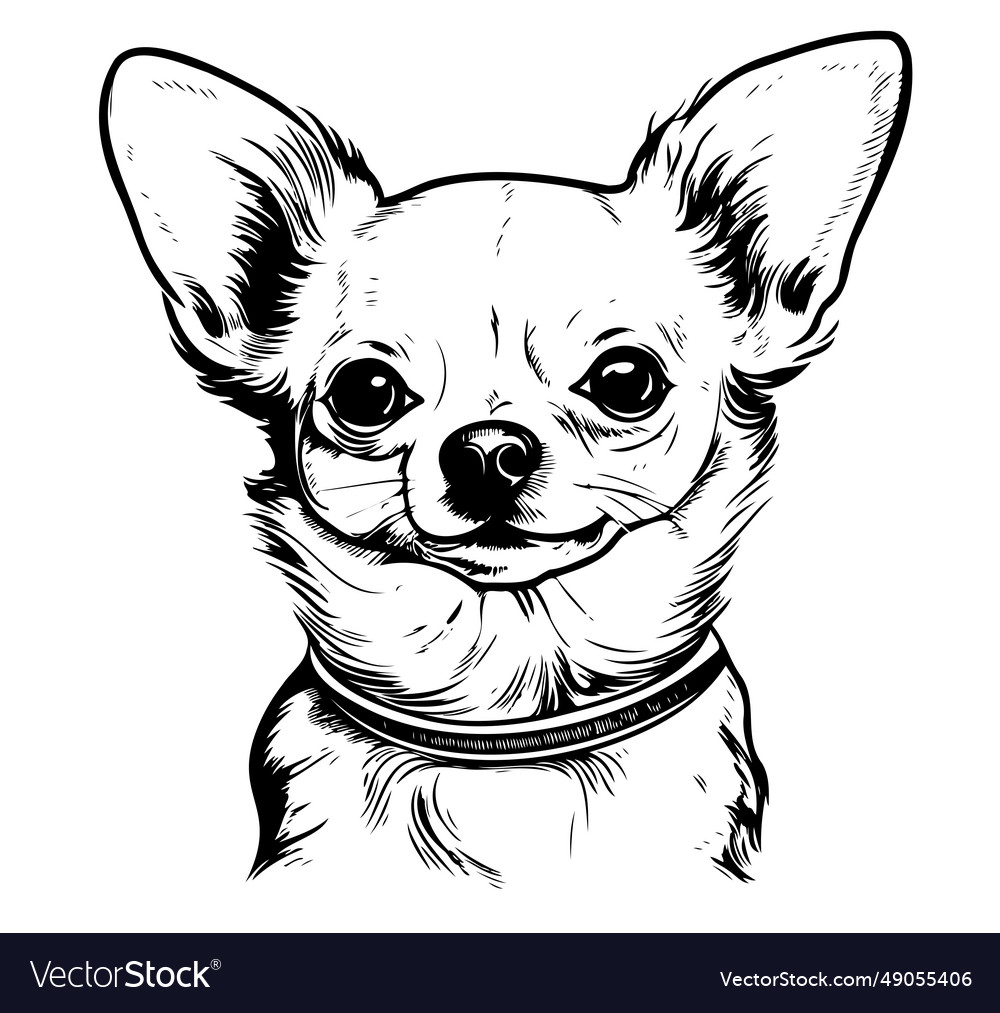 Chihuahua dog sketch hand drawn Royalty Free Vector Image