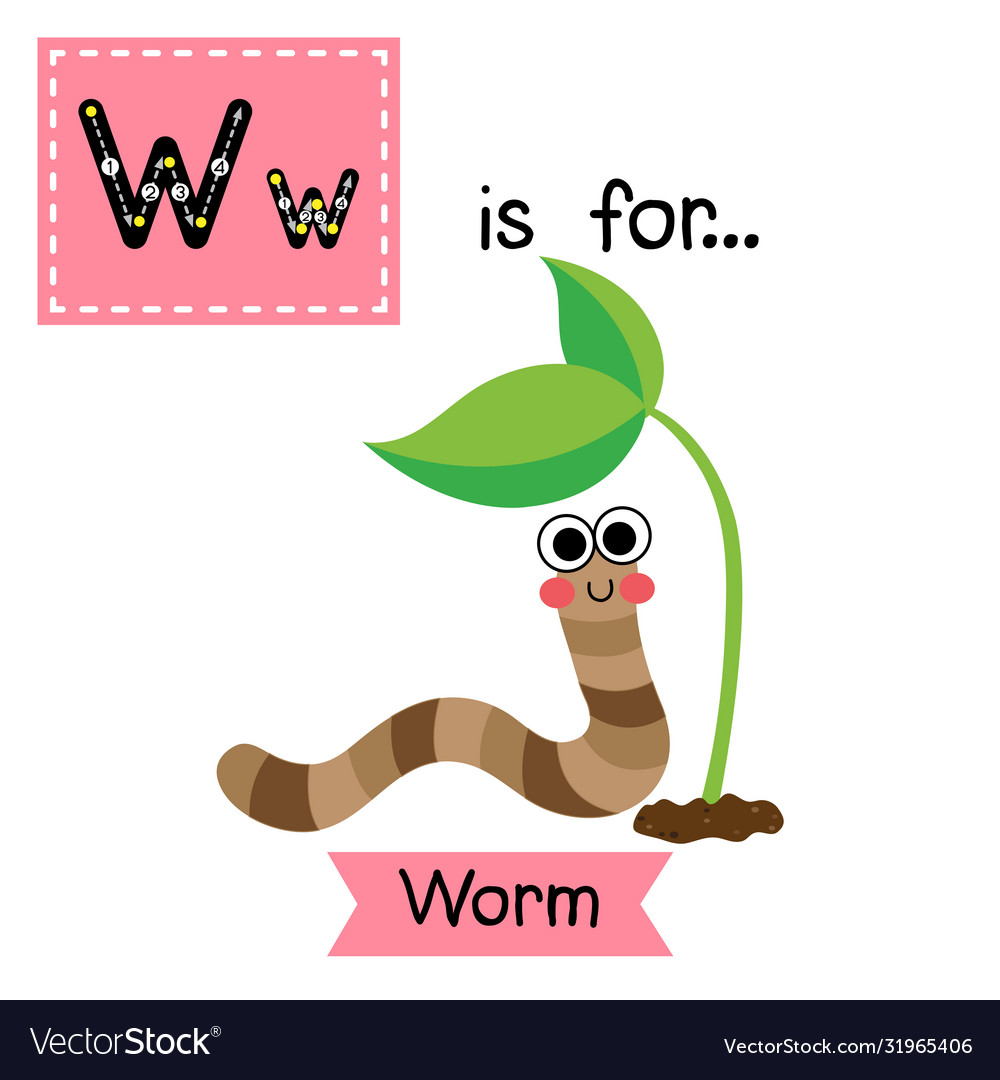 Letter w tracing happy worm Royalty Free Vector Image