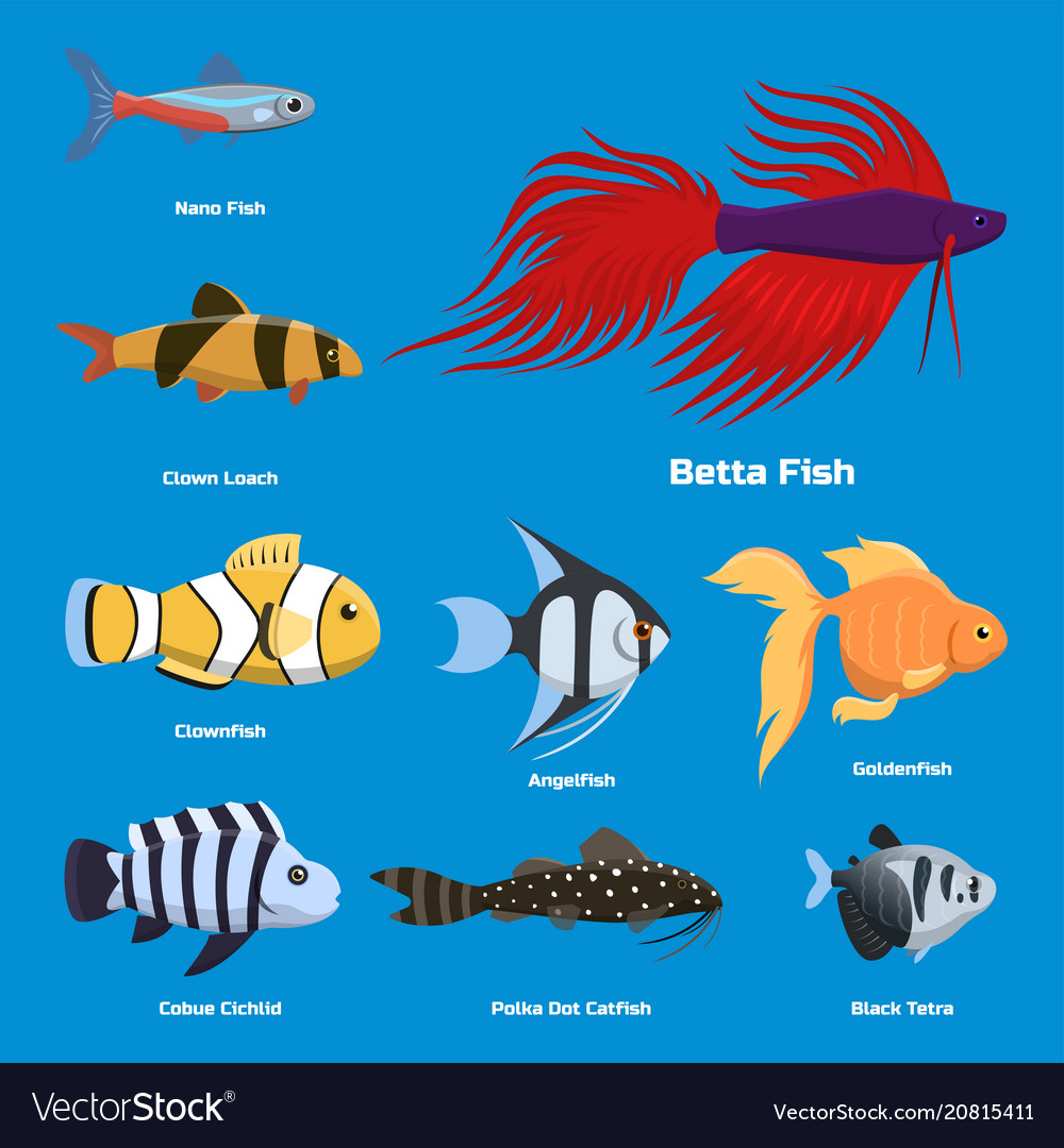 exotic saltwater aquarium fish