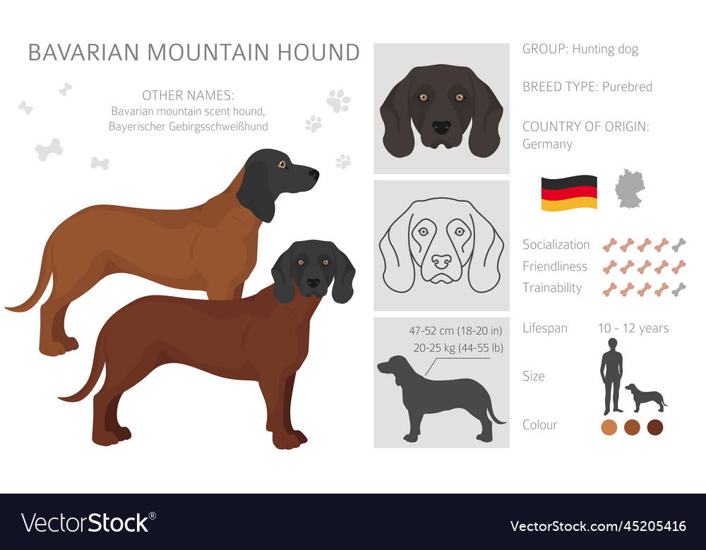 Bavarian mountain scent hound clipart different Vector Image