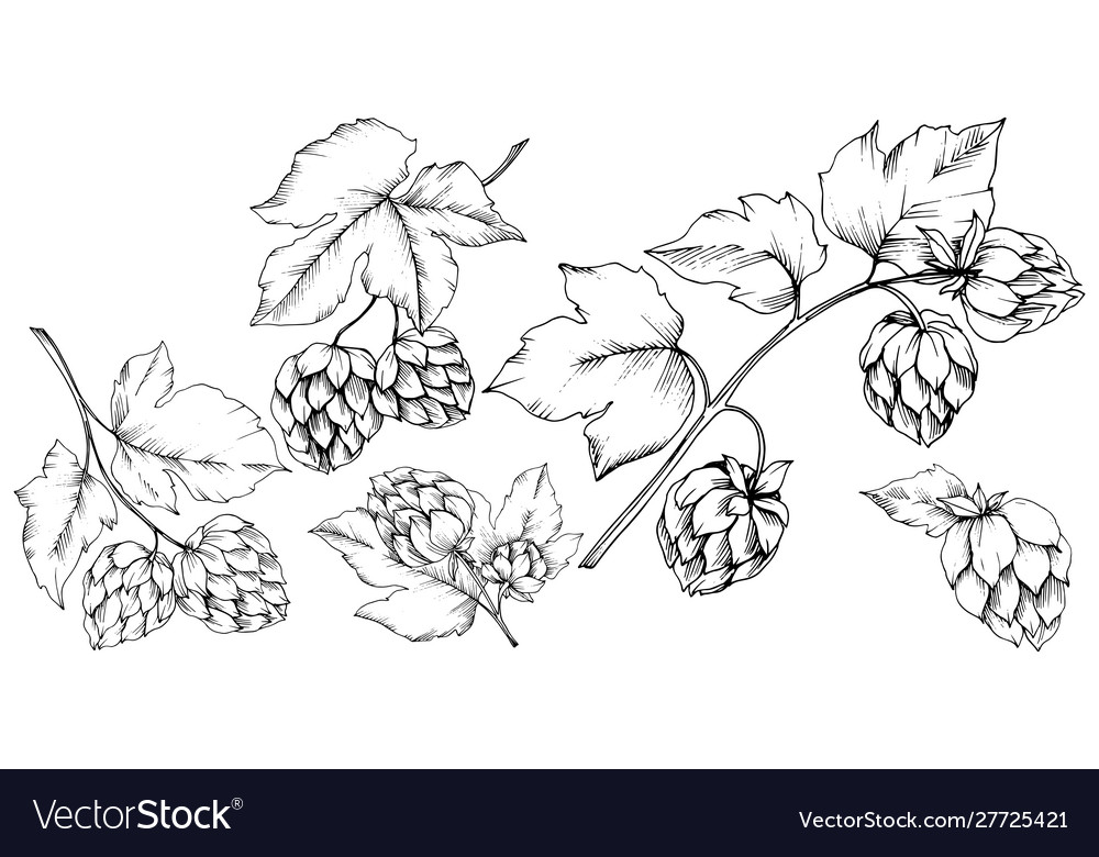 Black And White Engraved Humulus Ink Art Vector Image