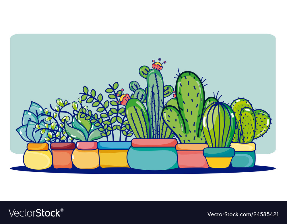 Cactus house plants