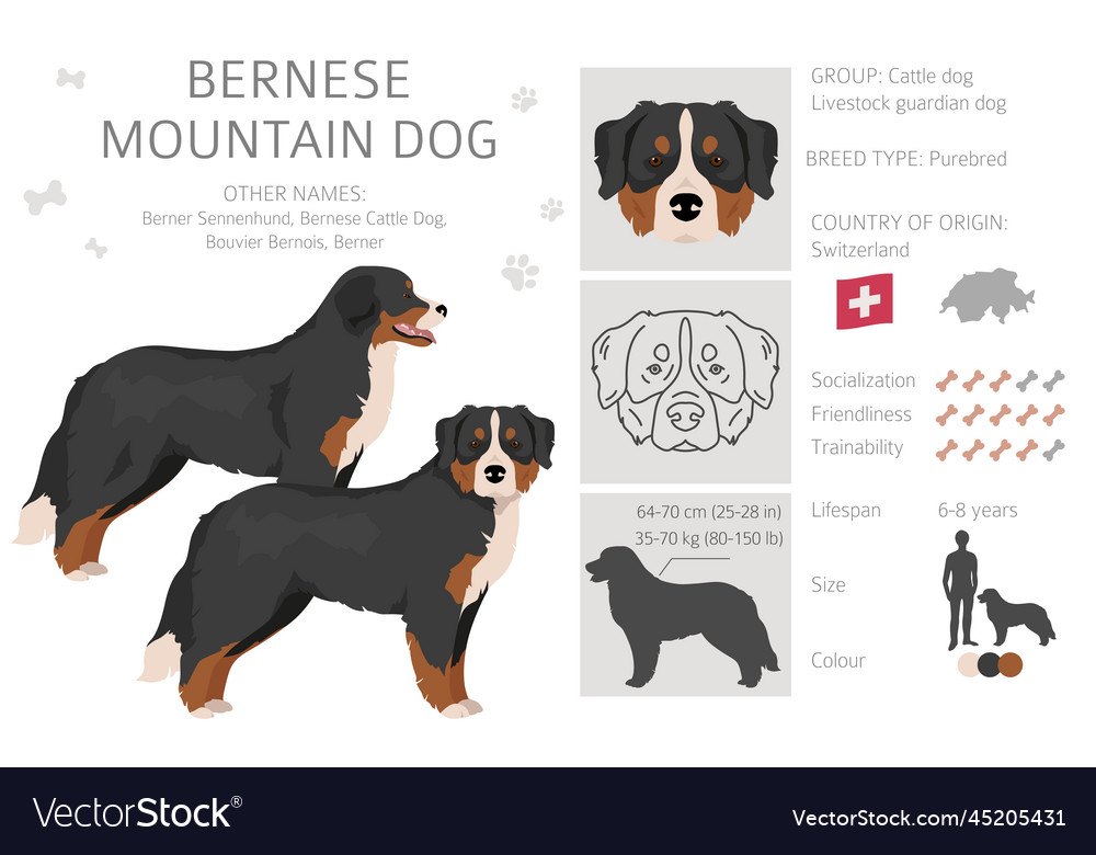 Bernese mountain 2024 dog coats