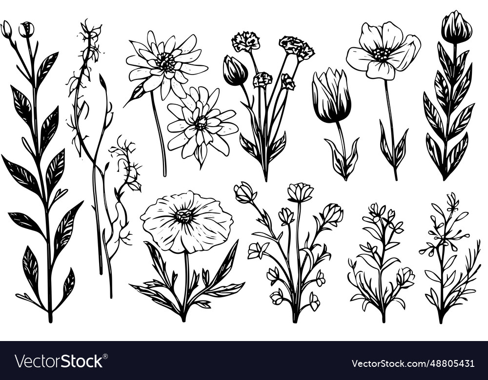 Wild flower set hand drawn ink sketch engraved Vector Image