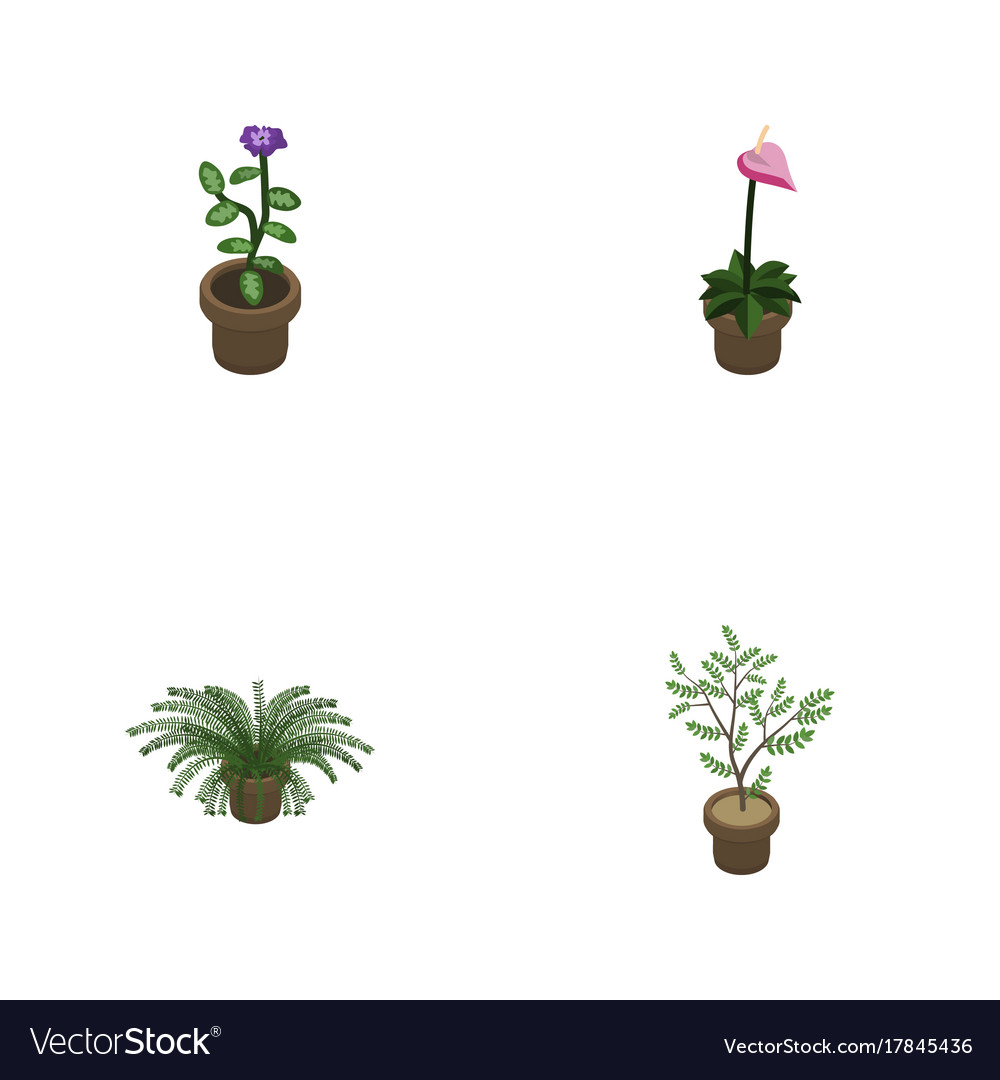 Isometric plant set of grower plant flower Vector Image