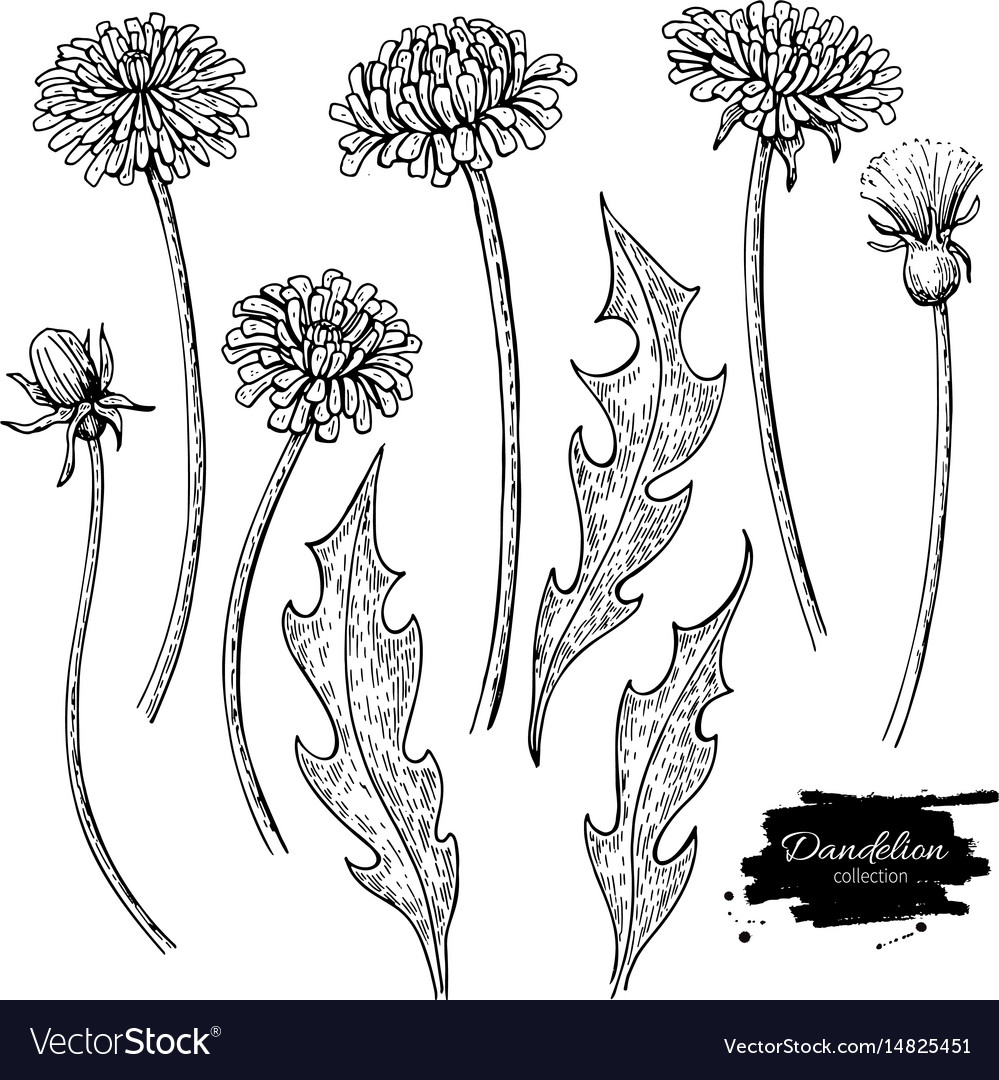 Dandelion flower drawing set isolated wild Vector Image