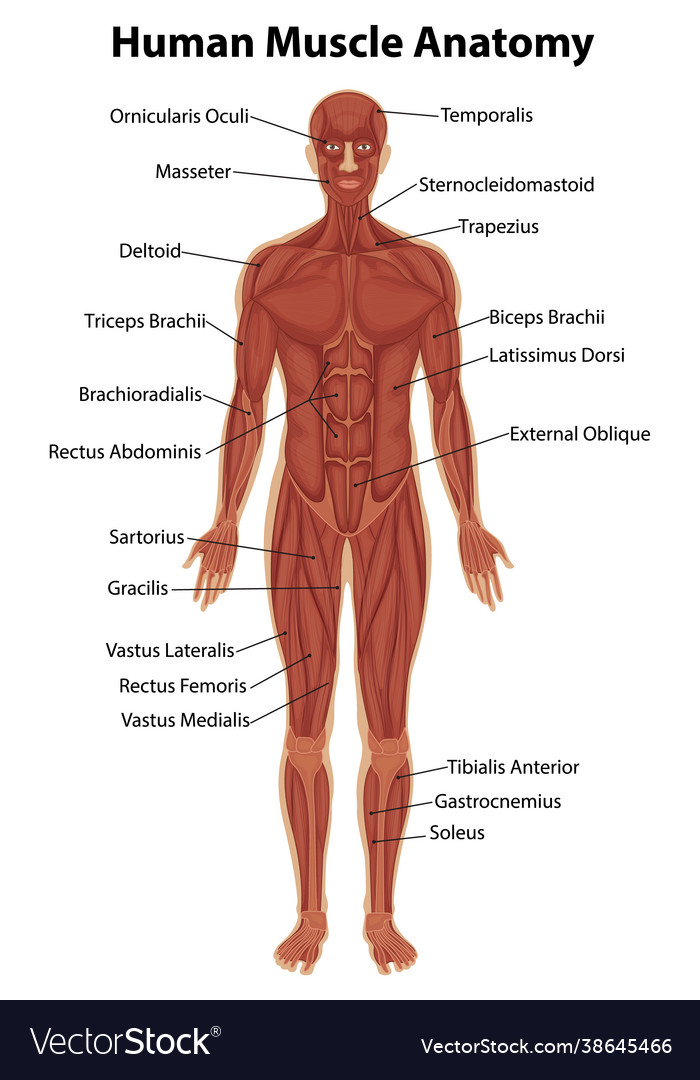 human-muscle-anatomy-with-body-royalty-free-vector-image