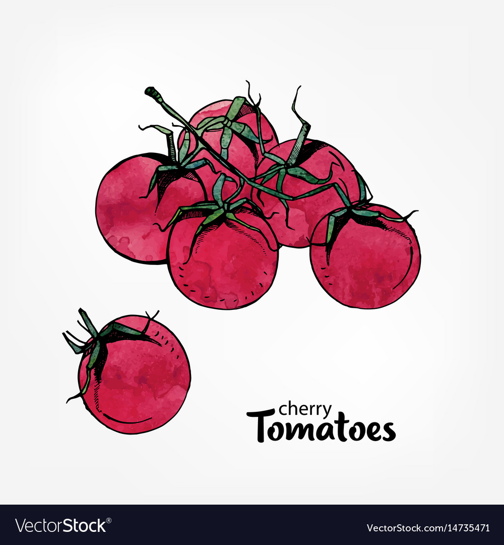 Branch of cherry tomatoes hand drawn colorful Vector Image