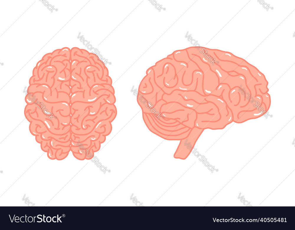 Brain anatomy concept in flat style Royalty Free Vector