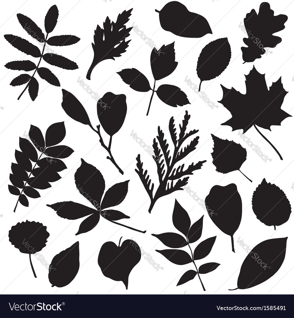 Collection of leaves silhouettes