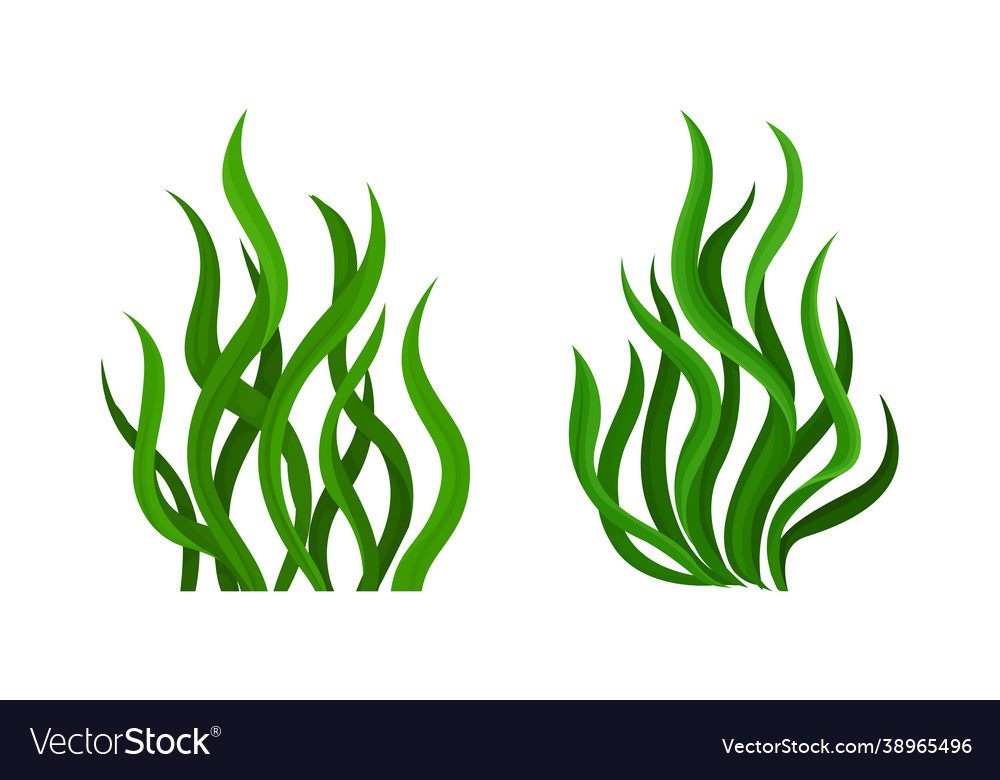 Green seaweed leaves set spirulina plant