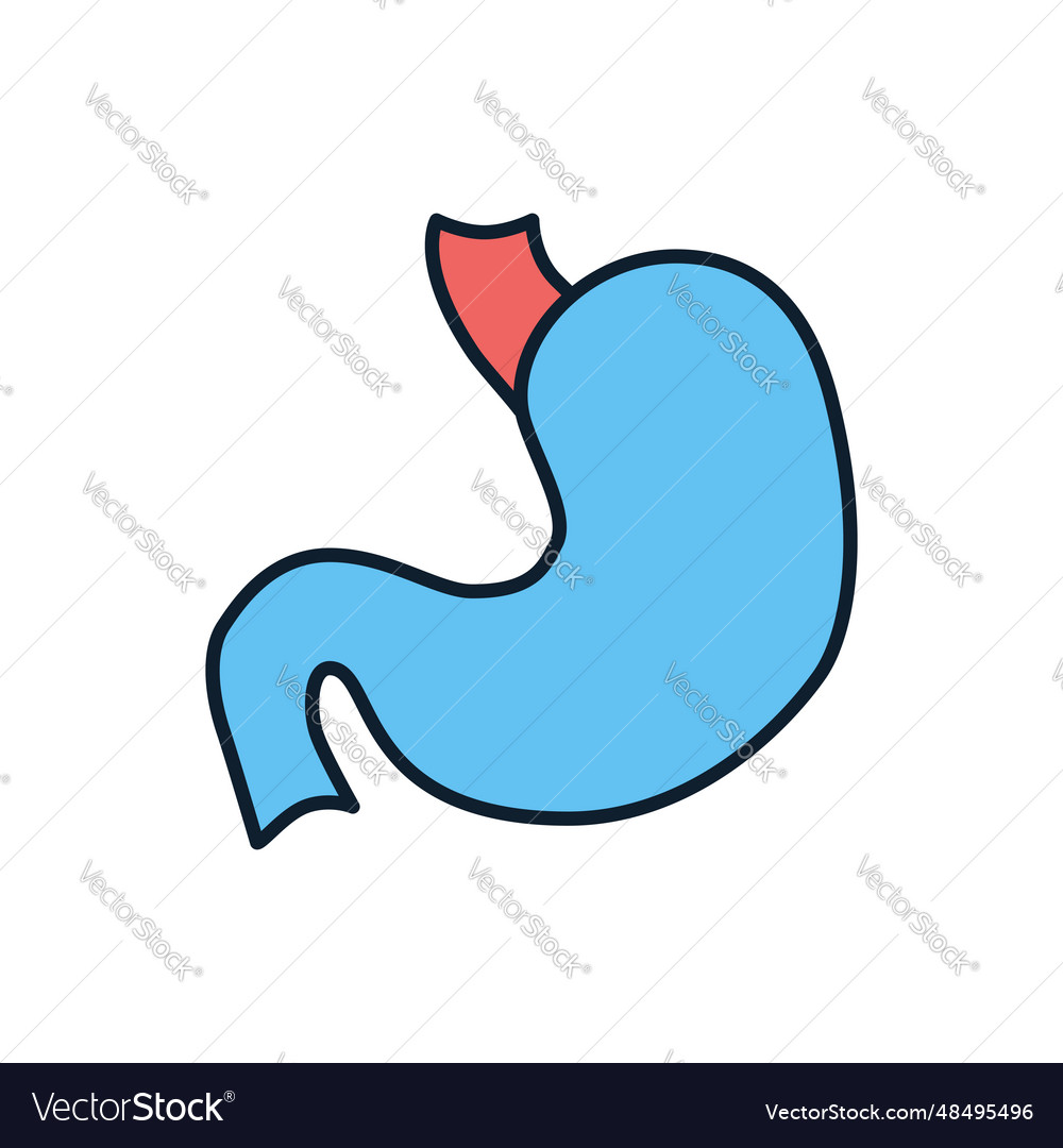 Stomach icon Royalty Free Vector Image - VectorStock