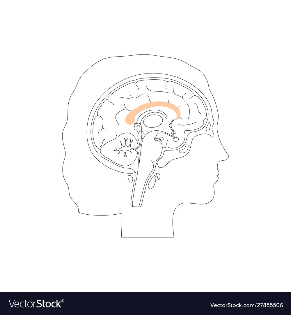 Corpus callosum