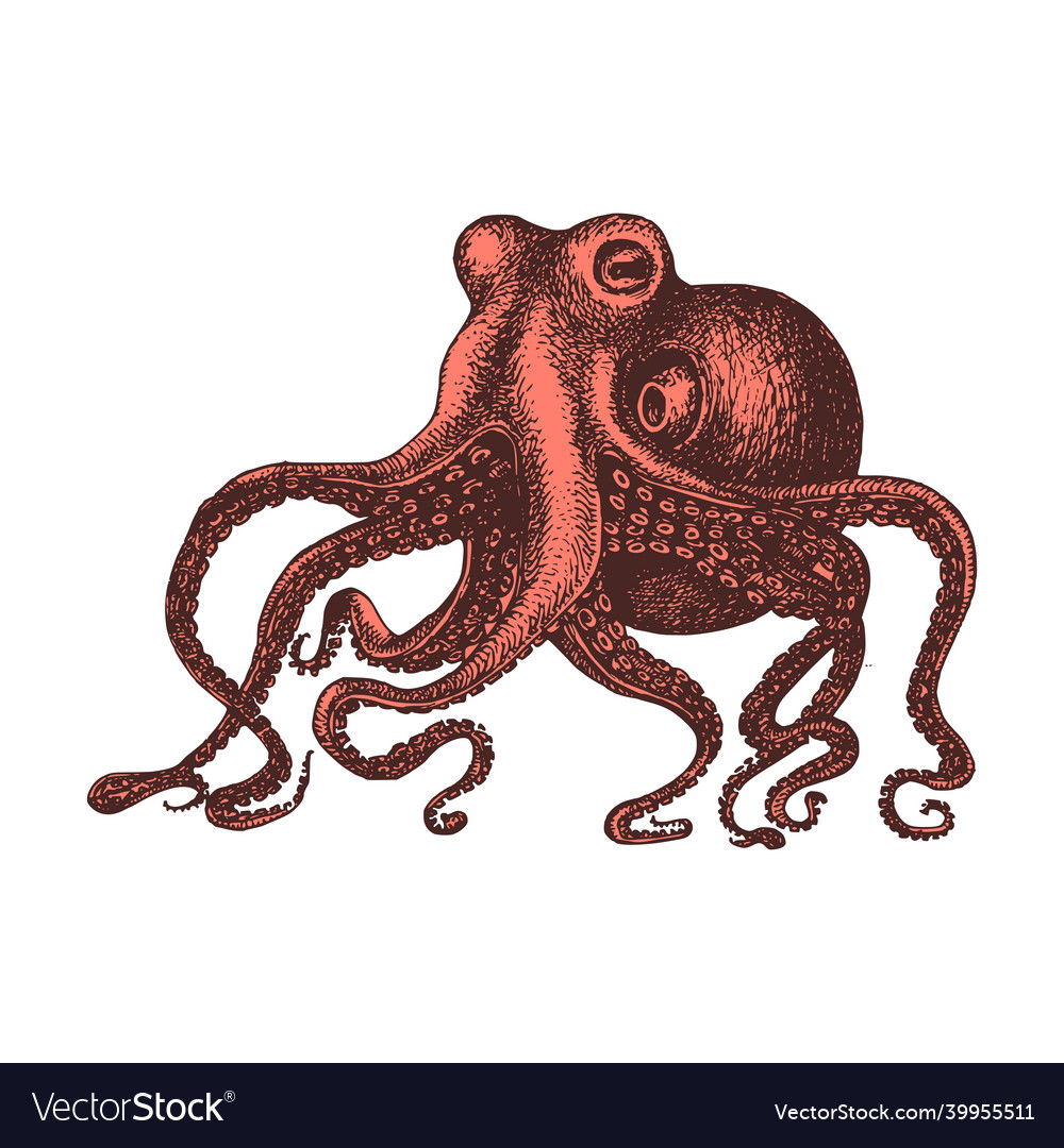 Octopus vintage image mollusk sketch