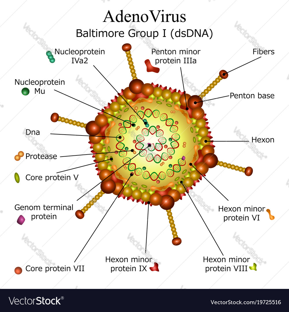 Adenovirus Particle Structure Diagram