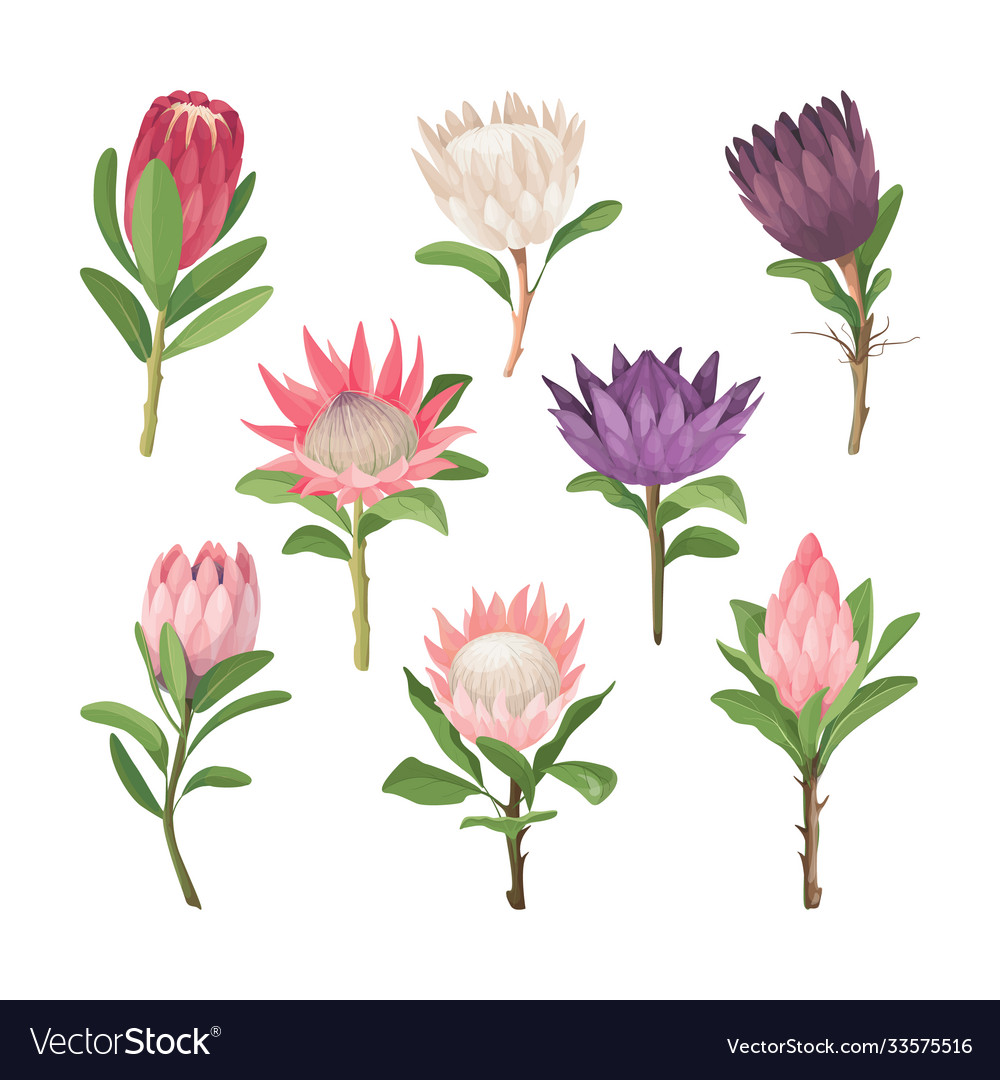 Protea flowers tropical clip art