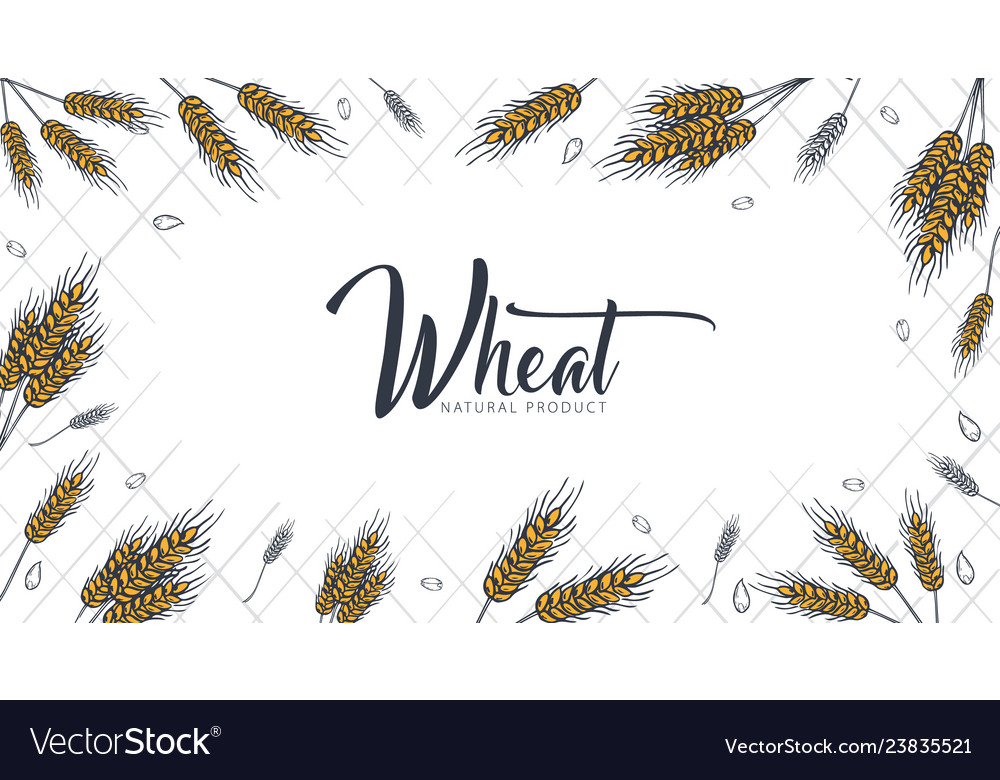 Bakery background with wheats linear graphic vector image Bakery background with wheats linear graphic